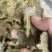 棉籽饼有机底肥，产地直发，量大实惠，快来选购吧