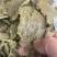 棉籽饼有机底肥，产地直发，量大实惠，快来选购吧