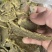 棉籽饼有机底肥，产地直发，量大实惠，快来选购吧