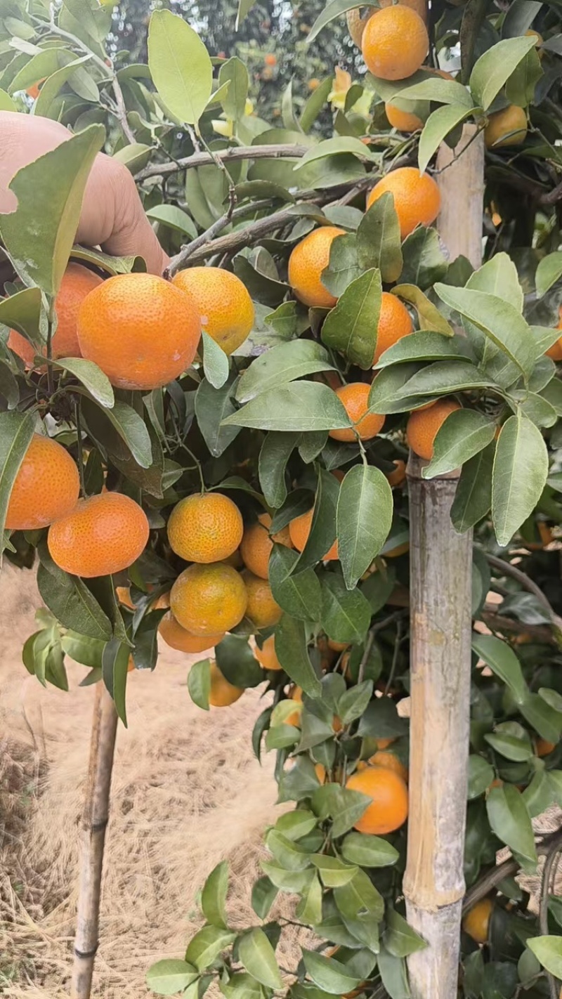 云南砂糖橘，大量上市，口味佳，甜度佳，欢迎咨询