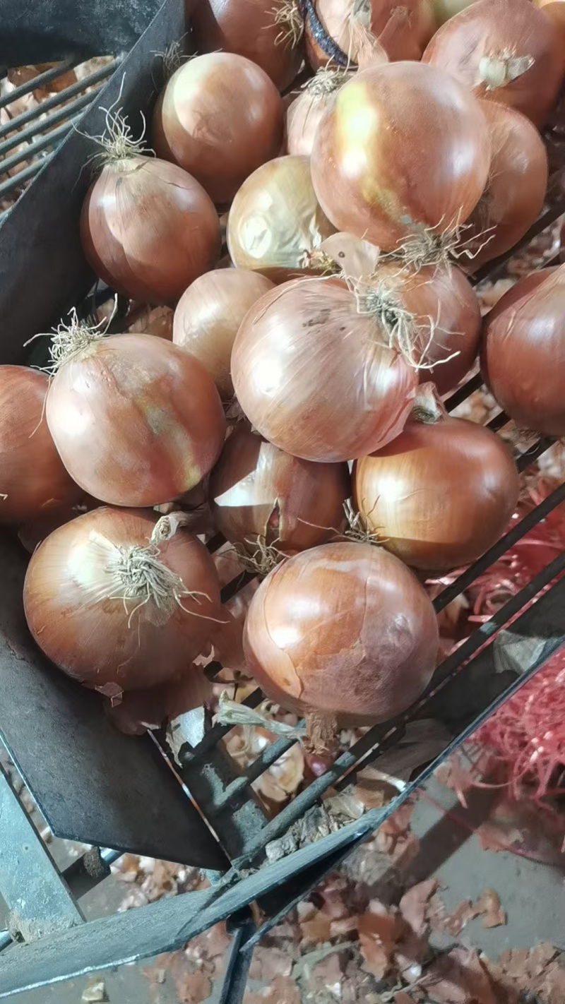 【洋葱】山东红皮洋葱大量供应产地一手货源品质保证