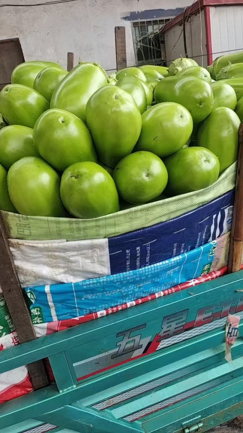 【青茄子】海绵茄子/青皮茄子/青皮圆茄/大量供应