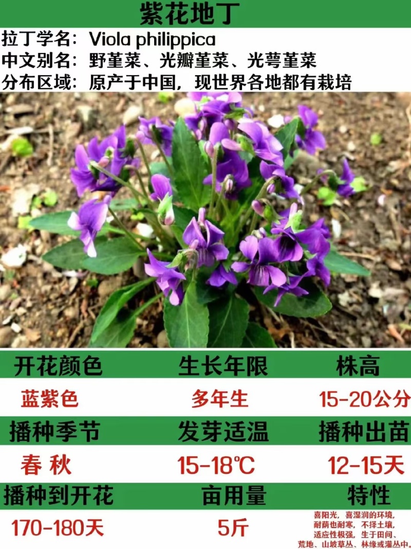 紫色地丁种子厂家货源批发价格全国发货价格便宜欢迎下单咨询