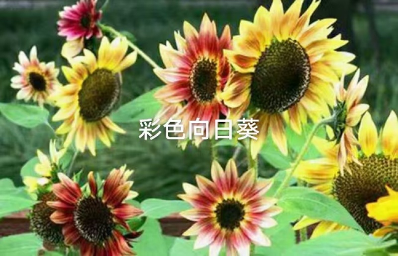 向日葵种子厂家货源批发价格全国发货价格便宜欢迎下单咨询