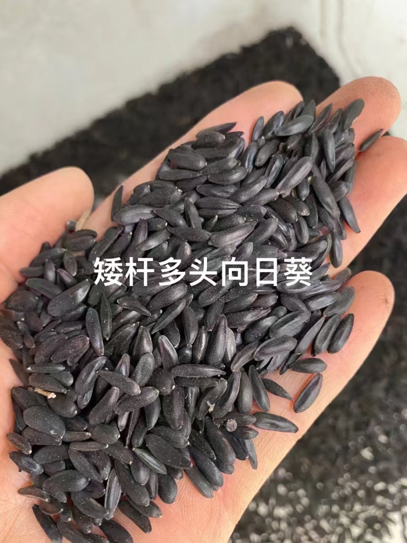 向日葵种子厂家货源批发价格全国发货价格便宜欢迎下单咨询