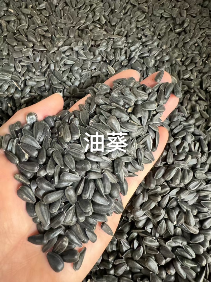 向日葵种子厂家货源批发价格全国发货价格便宜欢迎下单咨询