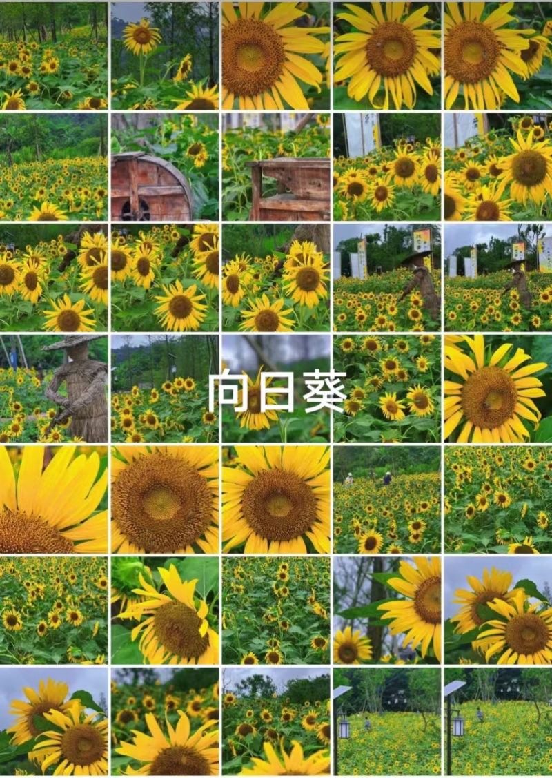 向日葵种子厂家货源批发价格全国发货价格便宜欢迎下单咨询