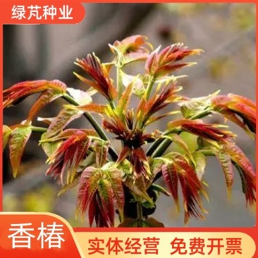 香椿种子四季播种阳台盆栽地栽