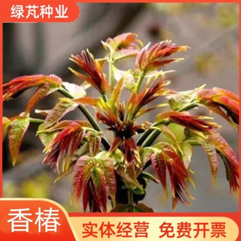 香椿种子四季播种阳台盆栽地栽