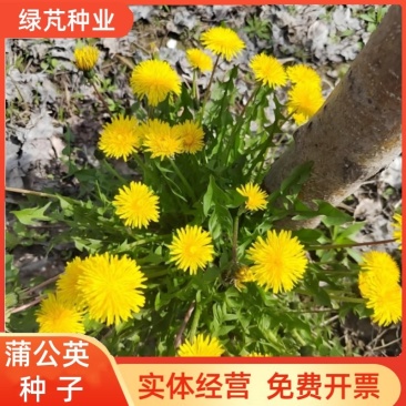 蒲公英种子野生婆婆丁种子多年生草本新货保证发芽率