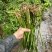 四川石菖蒲种苗可用药做盆栽水培土培鱼缸观赏四季长青