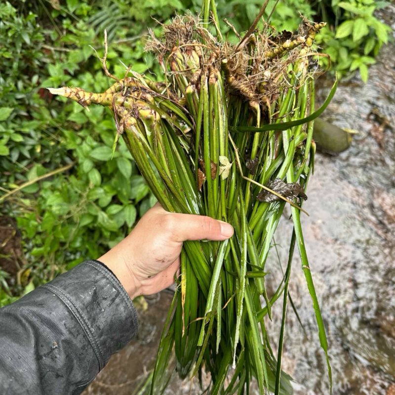 四川石菖蒲种苗可用药做盆栽水培土培鱼缸观赏四季长青