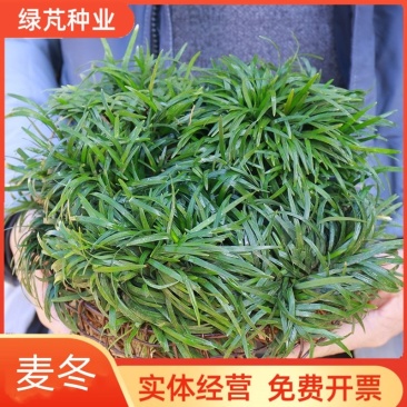 麦冬种子沿阶草玉龙草多年生常绿植物耐寒耐荫树下种植绿化草