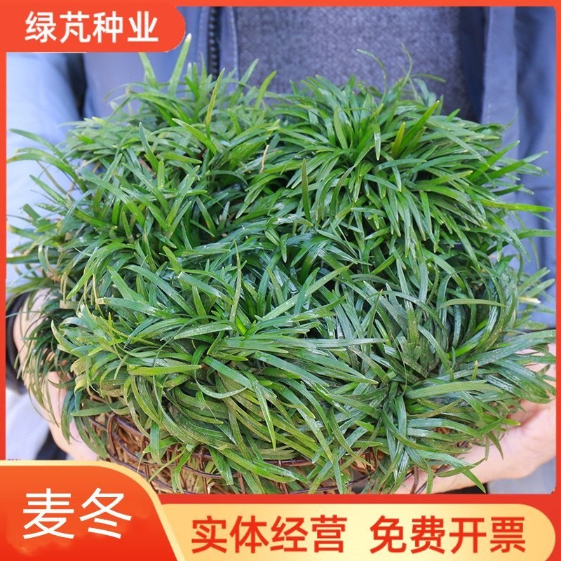 麦冬种子沿阶草玉龙草多年生常绿植物耐寒耐荫树下种植绿化草