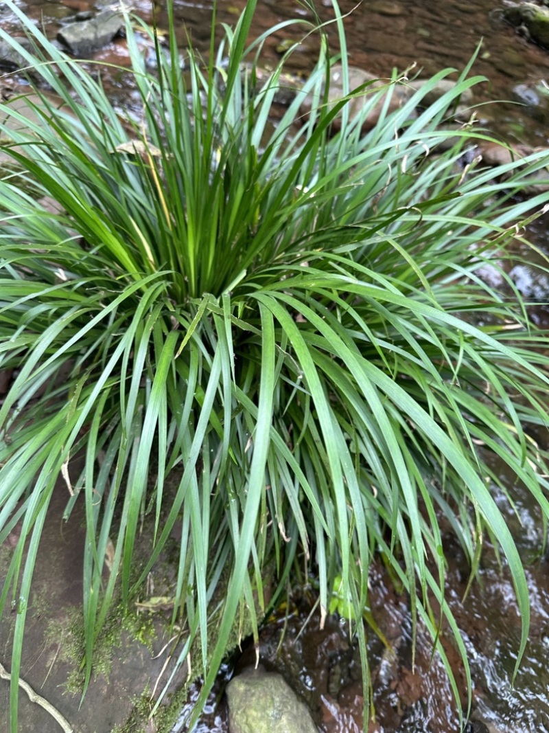 四川石菖蒲种苗可用药做盆栽水培土培鱼缸观赏四季长青