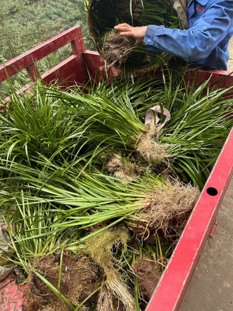 四川石菖蒲种苗可用药做盆栽水培土培鱼缸观赏四季长青