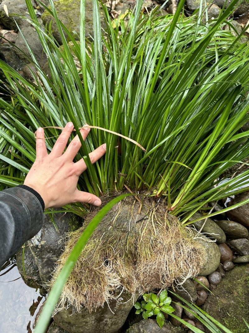 四川石菖蒲种苗可用药做盆栽水培土培鱼缸观赏四季长青