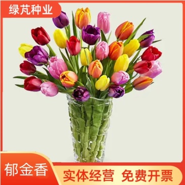 多年生郁金香种球进口郁金香种球荷兰郁金香包存活大种球