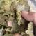 厂家常年直销有机底肥棉籽饼批发，快来选购！