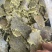 厂家常年直销有机底肥棉籽饼批发，快来选购！
