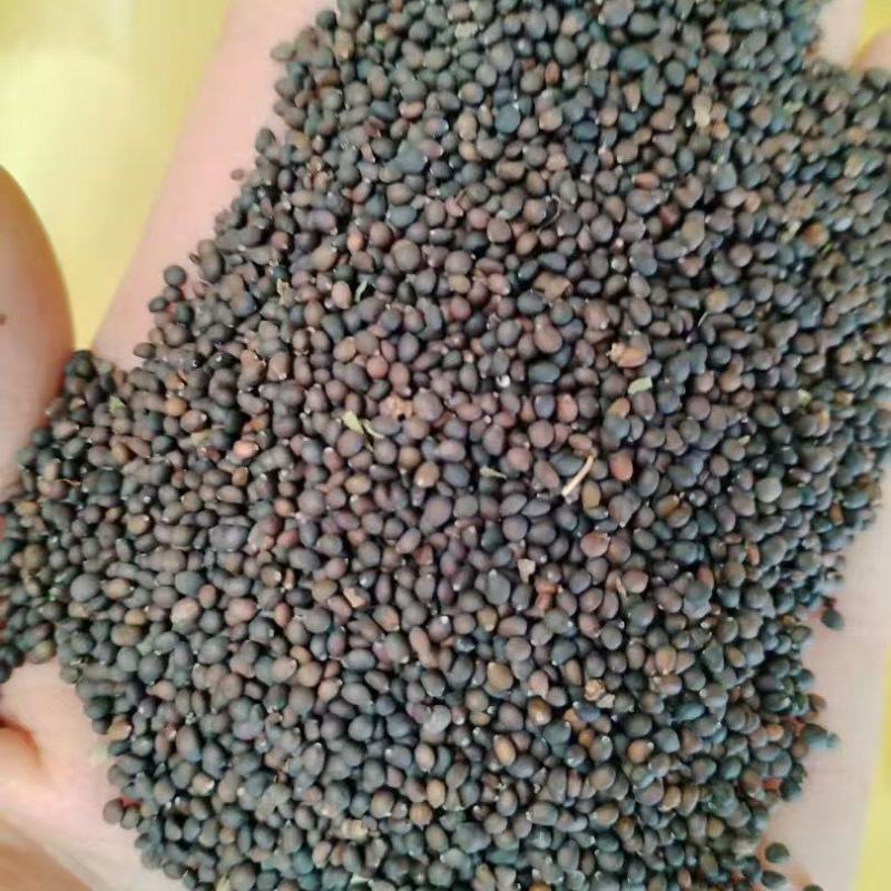 蓝花鼠尾草种子厂家货源批发价格全国发货价格便宜欢迎下单