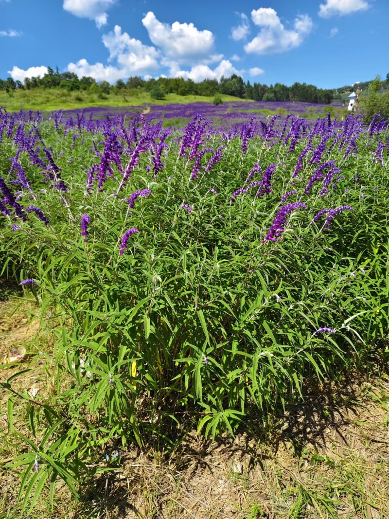 蓝花鼠尾草种子厂家货源批发价格全国发货价格便宜欢迎下单