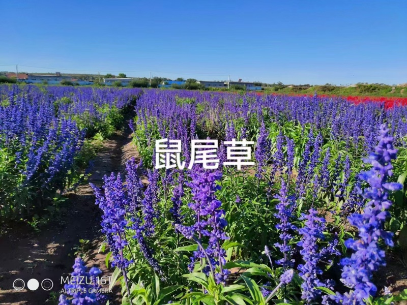 蓝花鼠尾草种子厂家货源批发价格全国发货价格便宜欢迎下单
