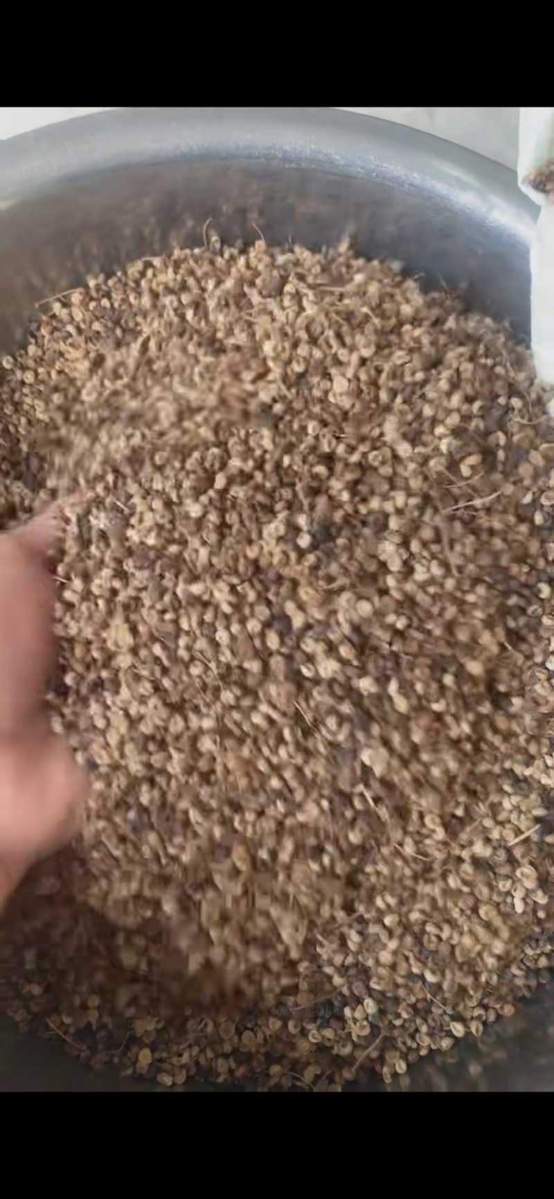 红藤山乌龟种子