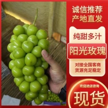 阳光玫瑰葡萄量大从优可视频看货一手货源欢迎选购