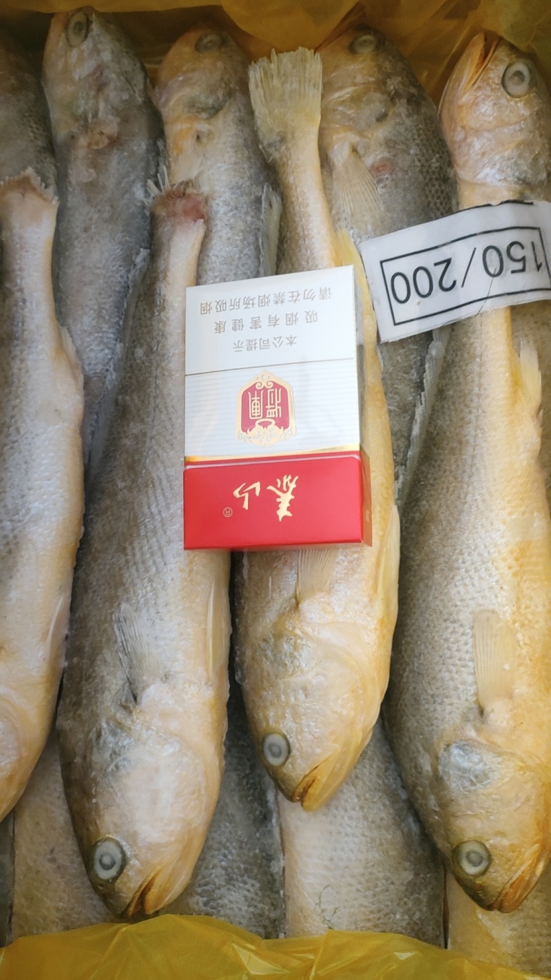 黄花鱼一吨起批全国各地均可冷链车直达整车更优惠