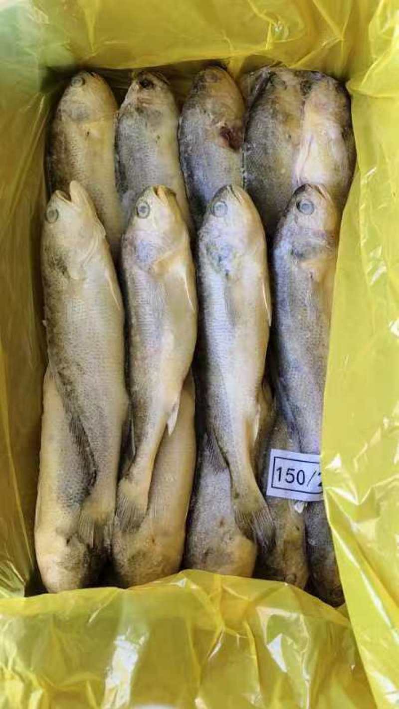 黄花鱼一吨起批全国各地均可冷链车直达整车更优惠