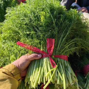 茴香苗，大量有货，全天供应。