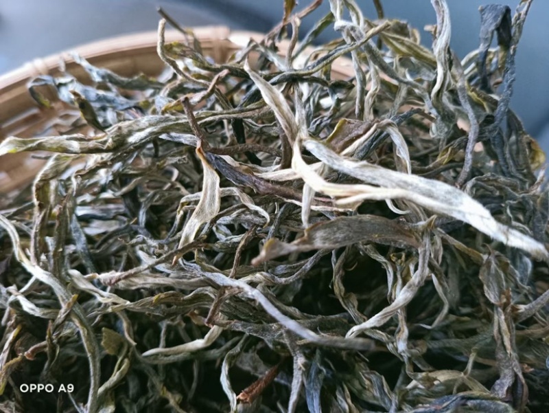 普洱茶古树茶古树大树混采春茶