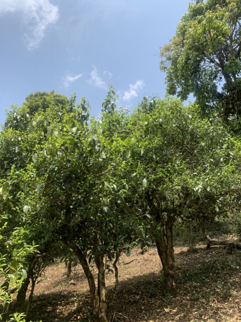 普洱茶古树茶古树大树混采春茶