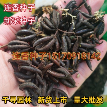 采连香种子连香树种子连香鲜果种子新鲜连香种子林木种子