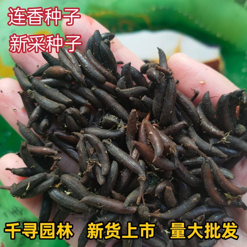 采连香种子连香树种子连香鲜果种子新鲜连香种子林木种子