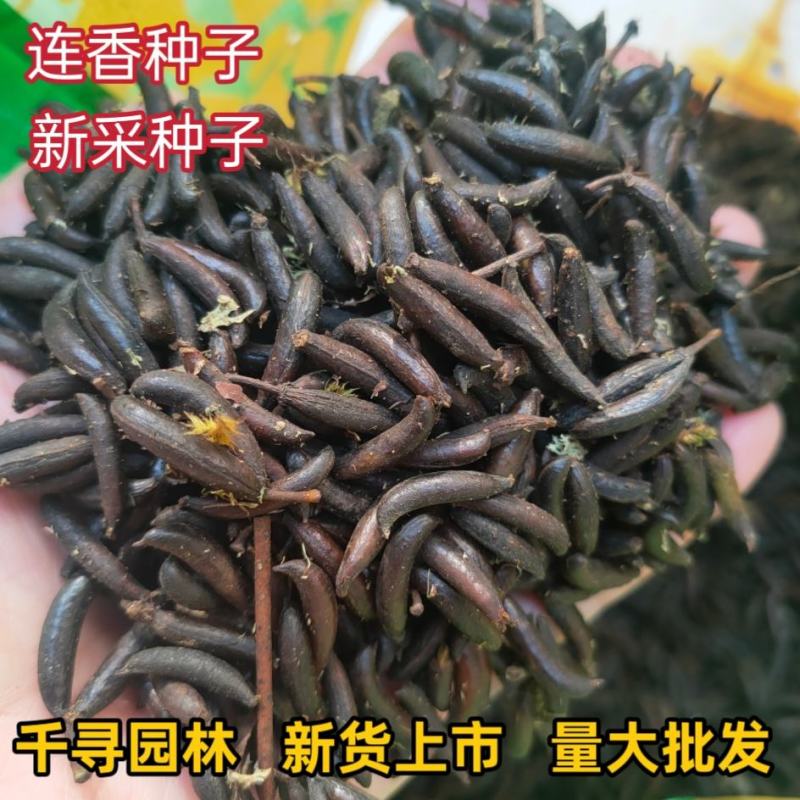 采连香种子连香树种子连香鲜果种子新鲜连香种子林木种子