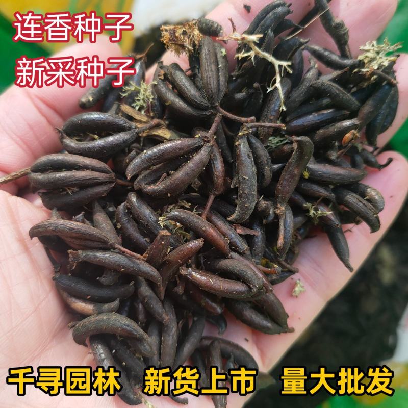 采连香种子连香树种子连香鲜果种子新鲜连香种子林木种子