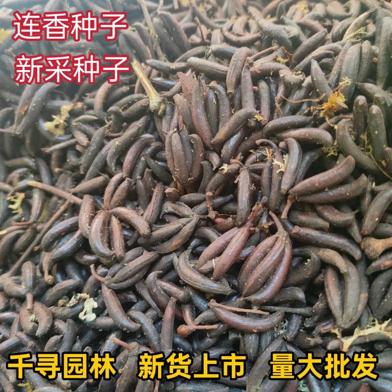 采连香种子连香树种子连香鲜果种子新鲜连香种子林木种子