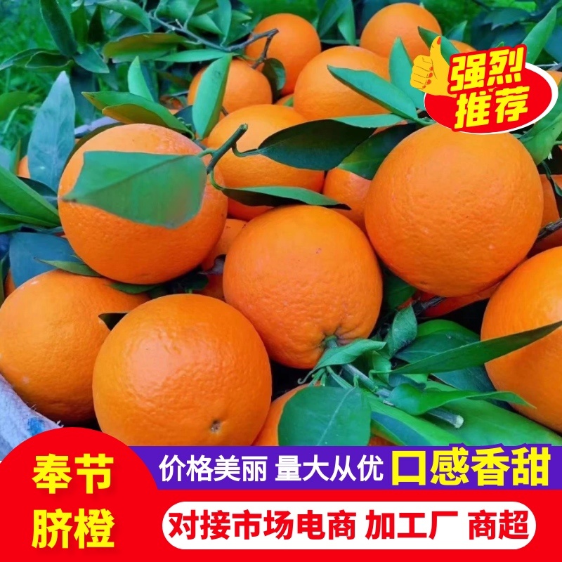 奉节脐橙纽荷尔产地直供高次二级果非赣南脐橙湖北橙子