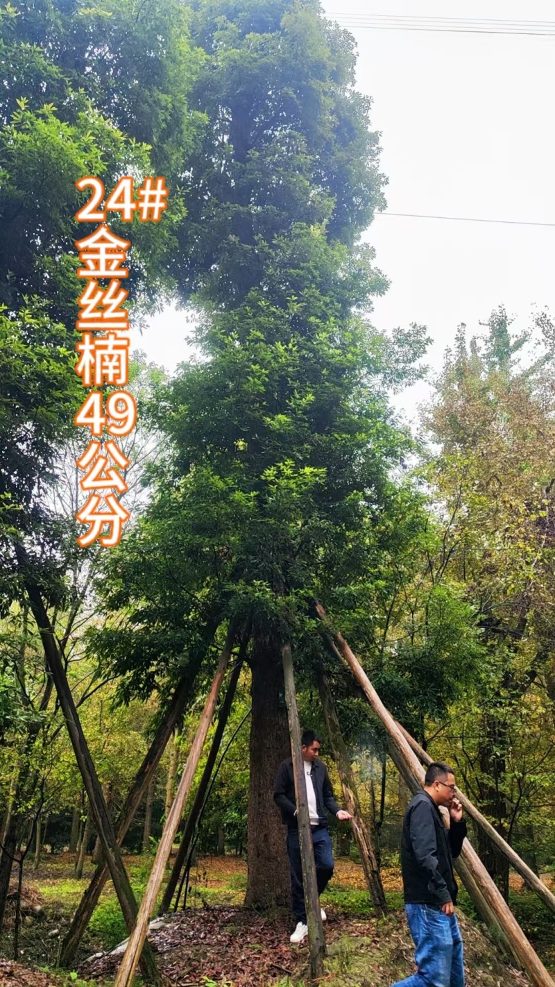 米径20-70公分金丝楠木