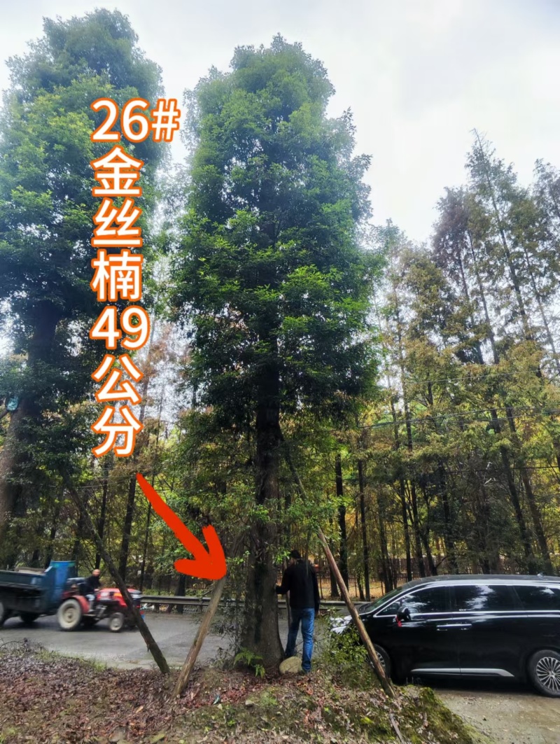 米径20-70公分金丝楠木