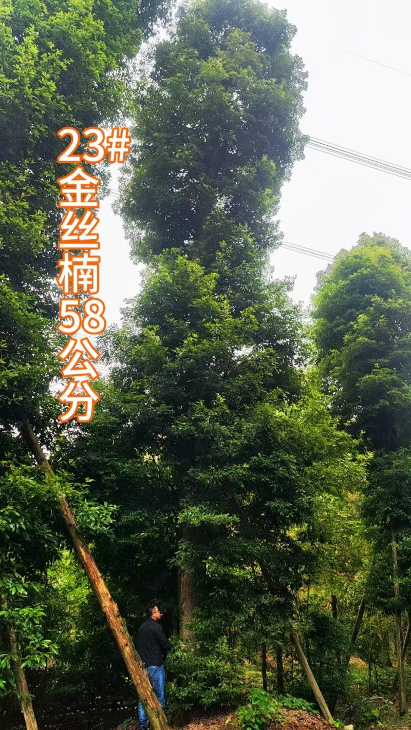 米径20-70公分金丝楠木