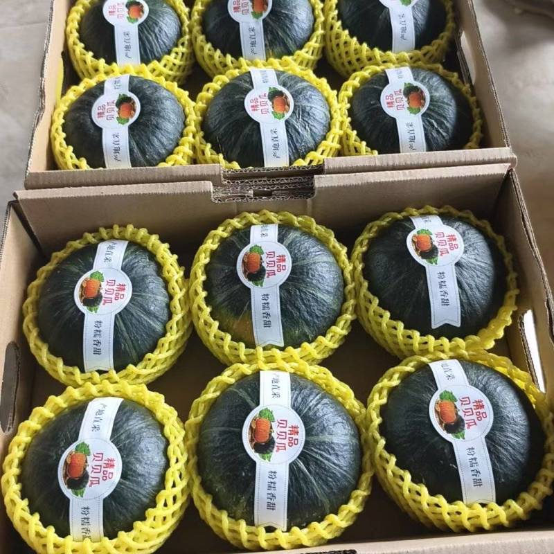【特惠】贝贝南瓜一件代发/新店特惠