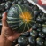 【特惠】贝贝南瓜一件代发/新店特惠