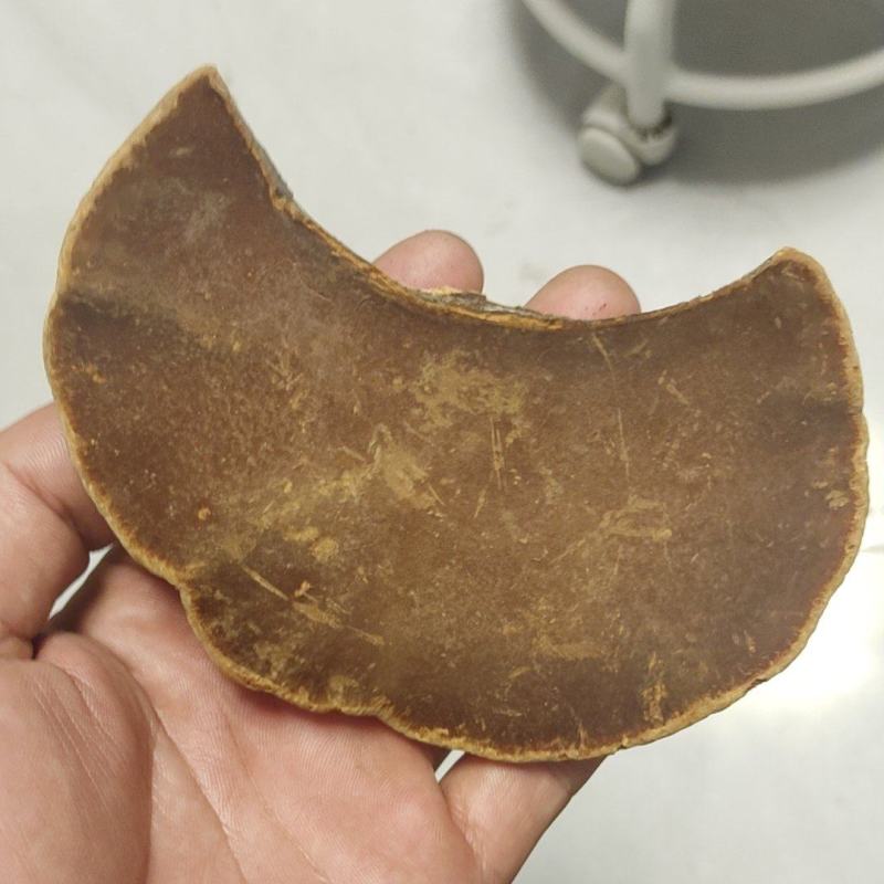 爆马桑黄