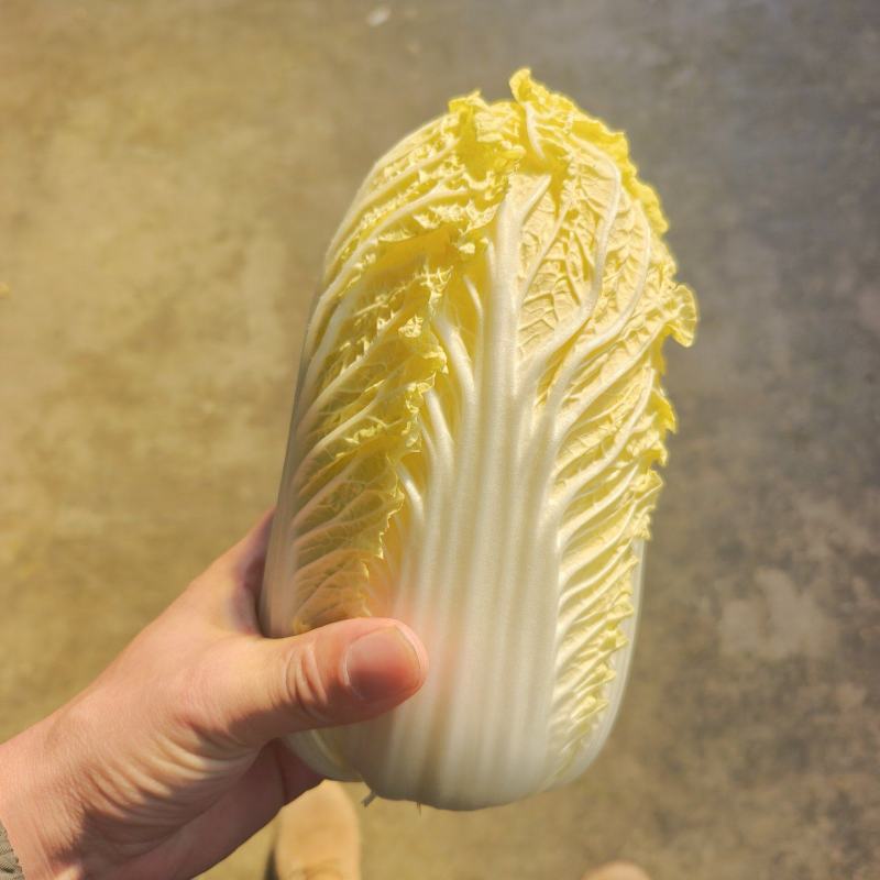 娃娃菜对接各大商超、电商档口