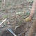 野生山药片，无硫