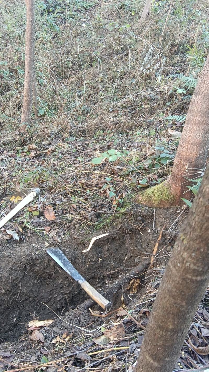 野生山药片，无硫