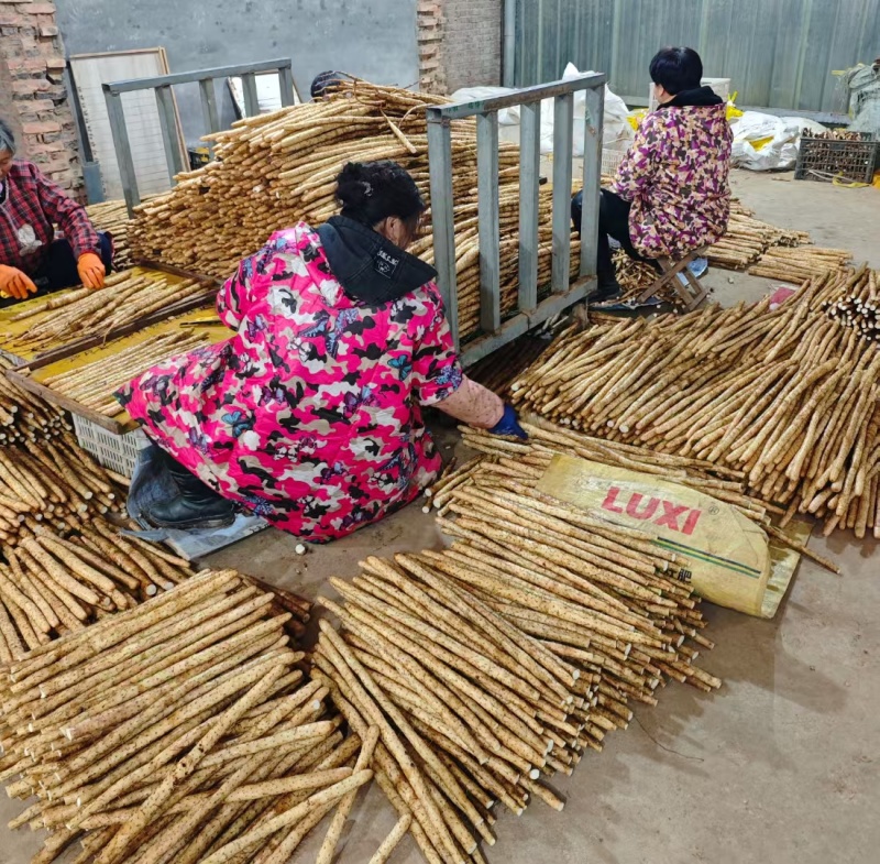 常年出售白嘴各种规格各种包装的货